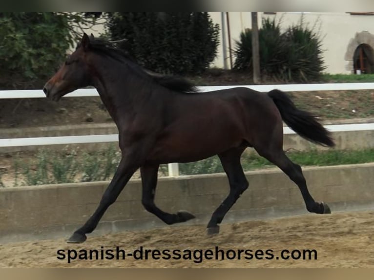 PRE Croisé Étalon 3 Ans 168 cm Bai brun in Barcelona