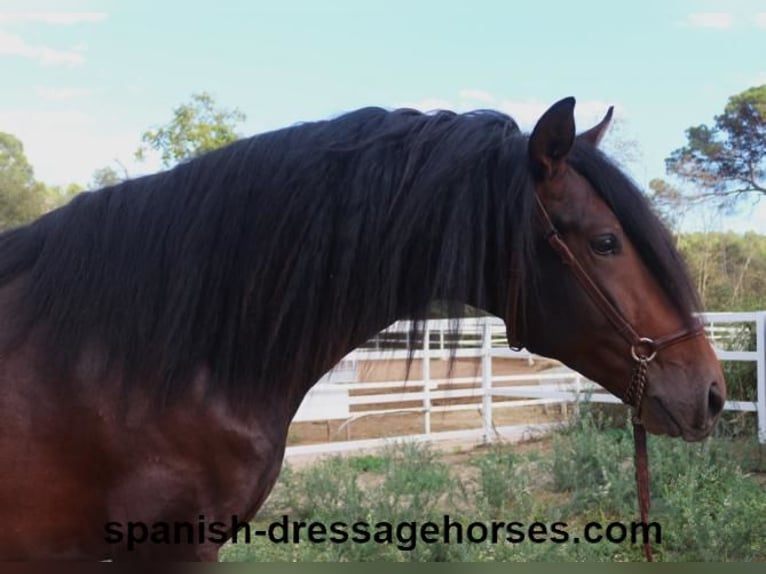 PRE Croisé Étalon 3 Ans 168 cm Bai brun in Barcelona