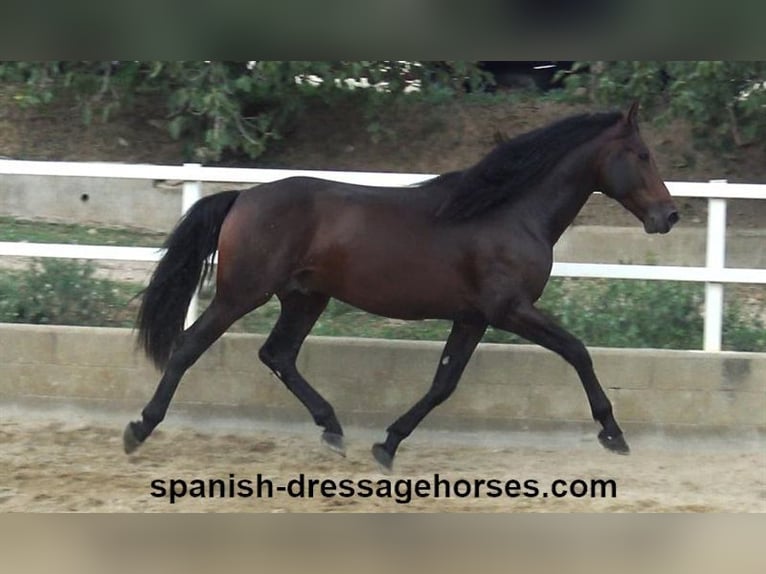 PRE Croisé Étalon 3 Ans 168 cm Bai brun in Barcelona