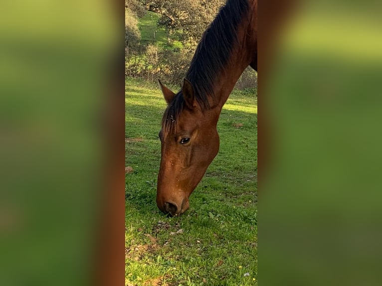 PRE Croisé Étalon 3 Ans 168 cm Bai cerise in Cordoba