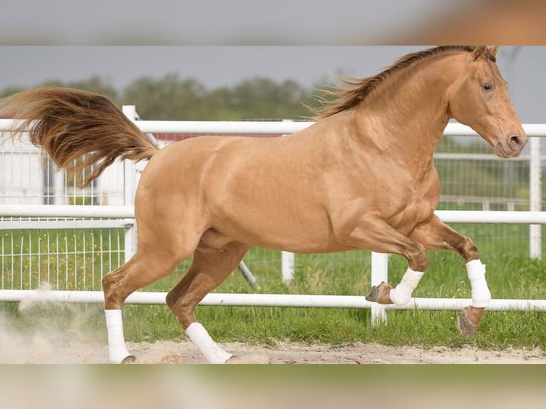 PRE Croisé Étalon 3 Ans 168 cm Bai cerise in Cordoba