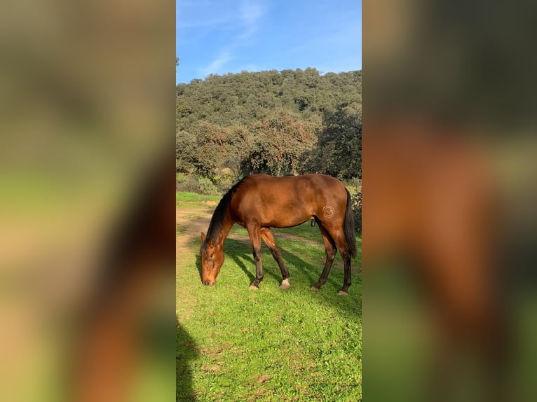 PRE Croisé Étalon 3 Ans 168 cm Bai cerise in Cordoba