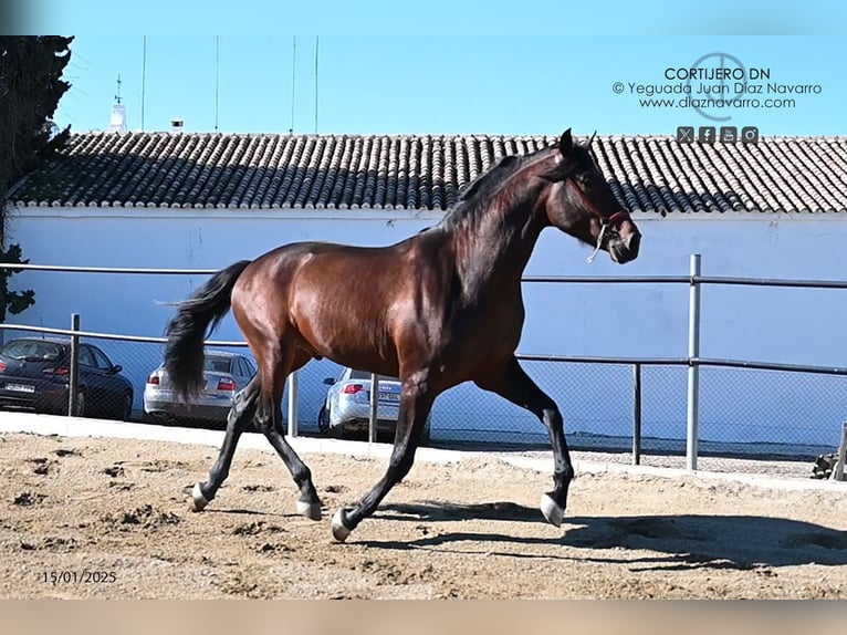 PRE Croisé Étalon 3 Ans 168 cm Bai in Arjona