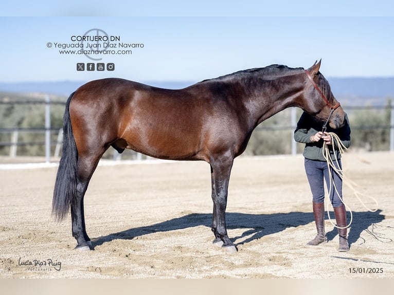 PRE Croisé Étalon 3 Ans 168 cm Bai in Arjona