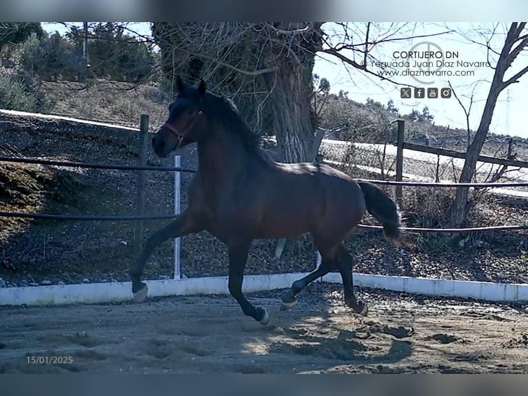 PRE Croisé Étalon 3 Ans 168 cm Bai in Arjona