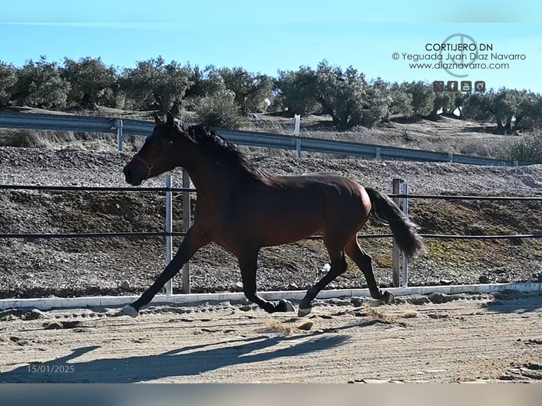 PRE Croisé Étalon 3 Ans 168 cm Bai in Arjona