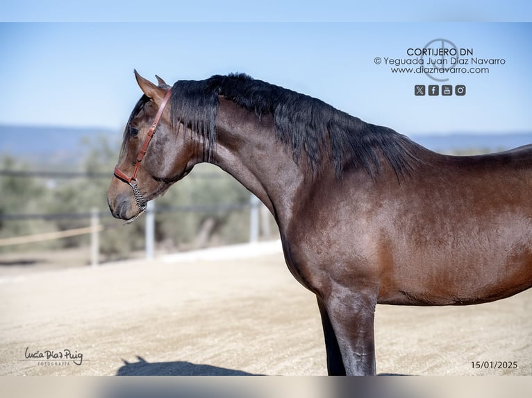 PRE Croisé Étalon 3 Ans 168 cm Bai in Arjona