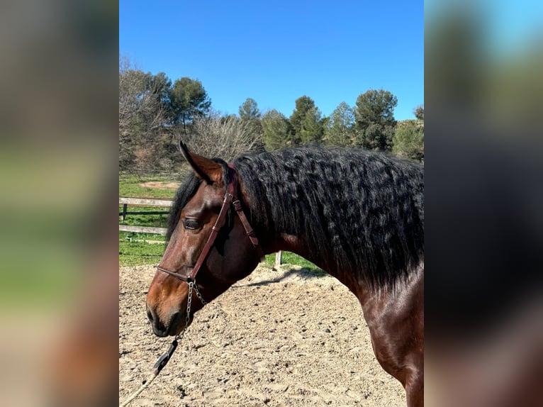 PRE Croisé Étalon 3 Ans 168 cm Bai in Madrid