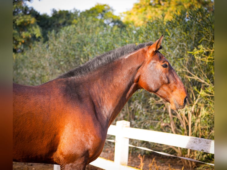 PRE Croisé Étalon 3 Ans 168 cm Bai in Valencia