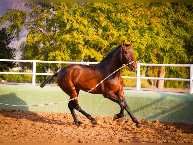 PRE Croisé Étalon 3 Ans 168 cm Bai in Valencia