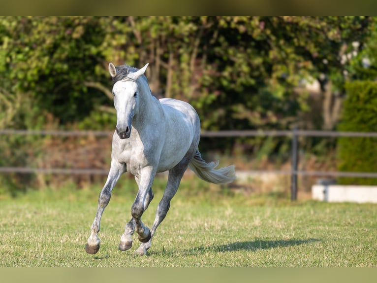 PRE Croisé Étalon 3 Ans 168 cm Gris in Minden