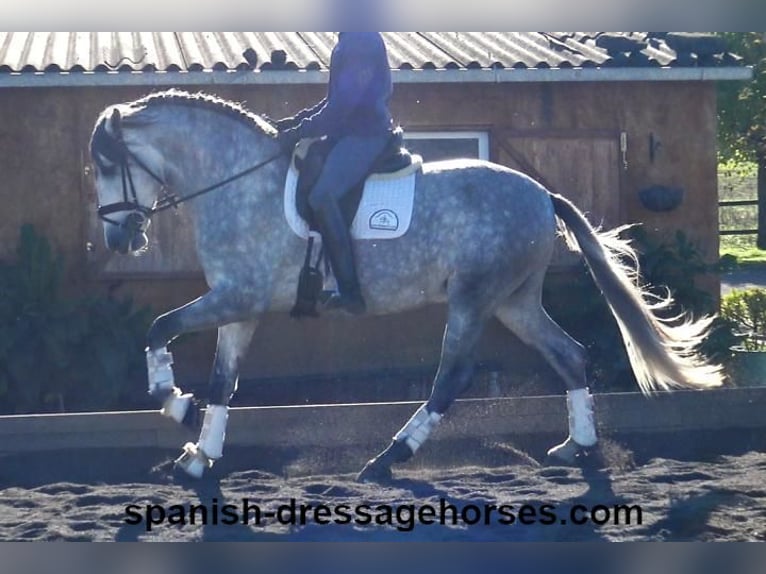 PRE Croisé Étalon 3 Ans 168 cm Gris in Barcelona