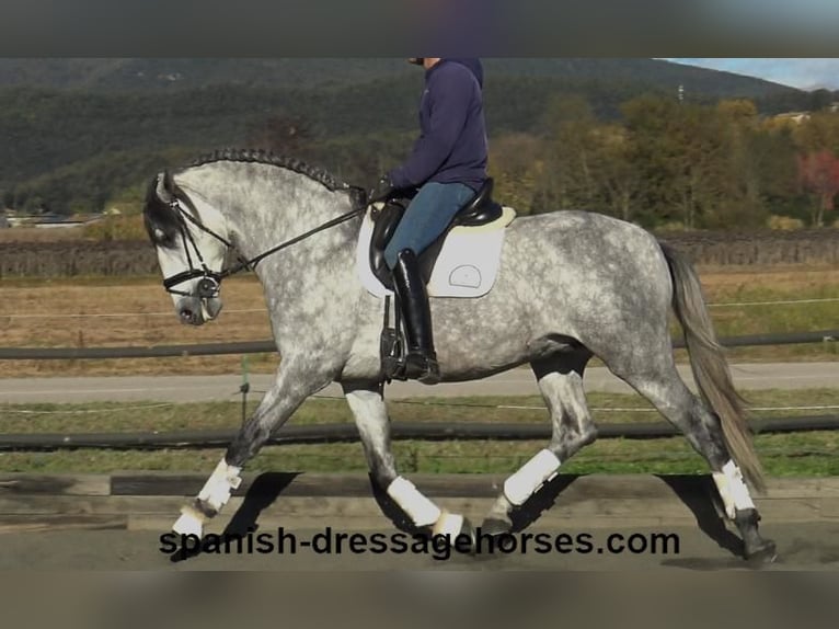 PRE Croisé Étalon 3 Ans 168 cm Gris in Barcelona