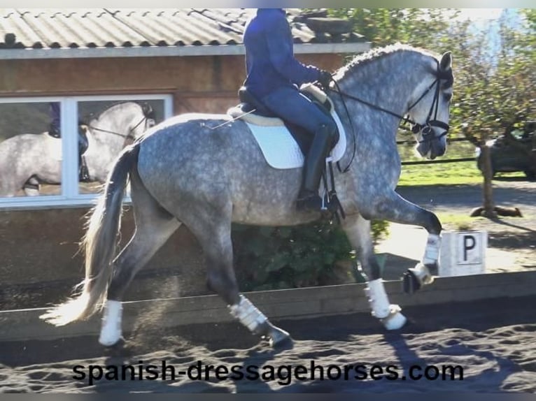 PRE Croisé Étalon 3 Ans 168 cm Gris in Barcelona