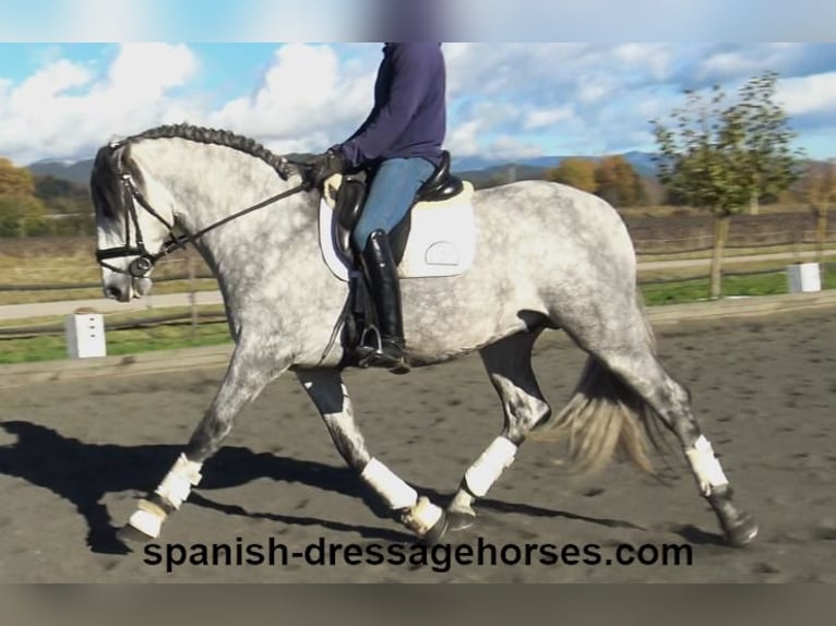 PRE Croisé Étalon 3 Ans 168 cm Gris in Barcelona