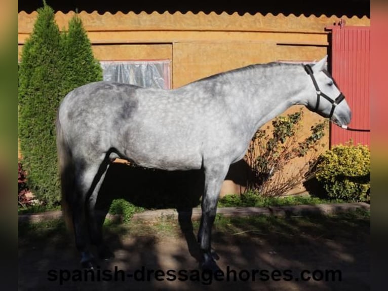 PRE Croisé Étalon 3 Ans 168 cm Gris in Barcelona