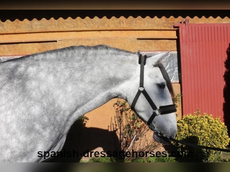 PRE Croisé Étalon 3 Ans 168 cm Gris in Barcelona