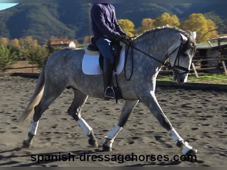 PRE Croisé Étalon 3 Ans 168 cm Gris in Barcelona