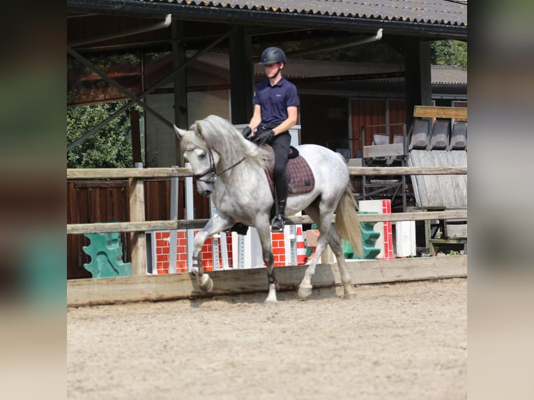 PRE Croisé Étalon 3 Ans 168 cm Gris in Heemskerk