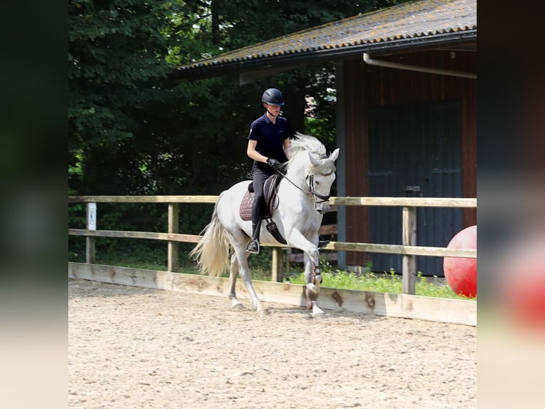 PRE Croisé Étalon 3 Ans 168 cm Gris in Heemskerk