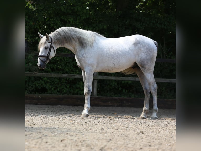 PRE Croisé Étalon 3 Ans 168 cm Gris in Heemskerk