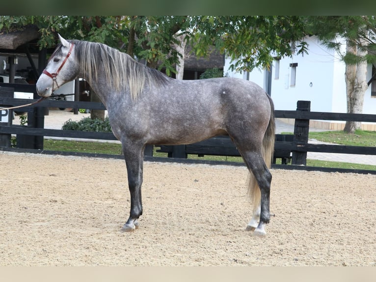 PRE Croisé Étalon 3 Ans 168 cm Gris in Pilas