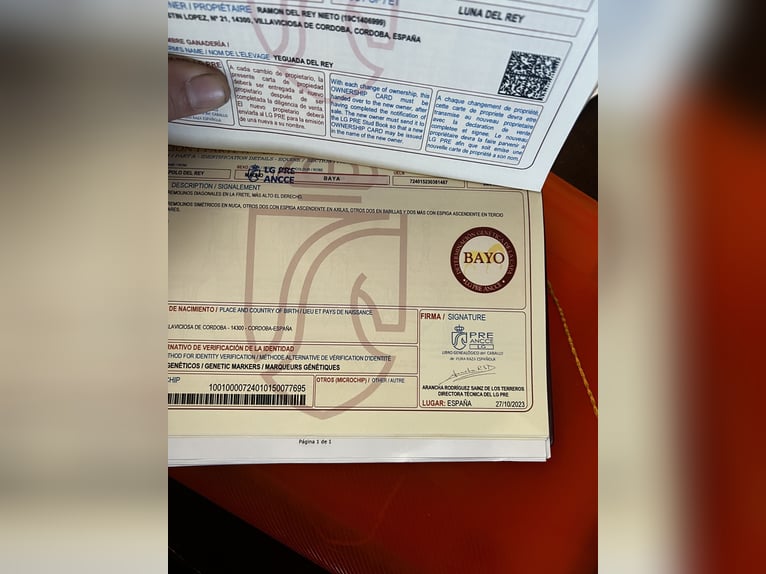 PRE Croisé Étalon 3 Ans 168 cm Isabelle in Peñarroya Pueblonuevo