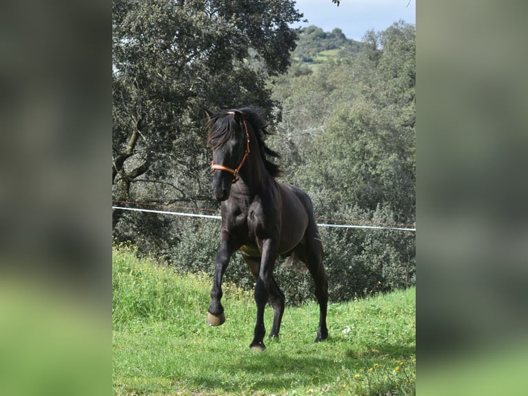 PRE Étalon 3 Ans 168 cm Noir in El Real De La Jara