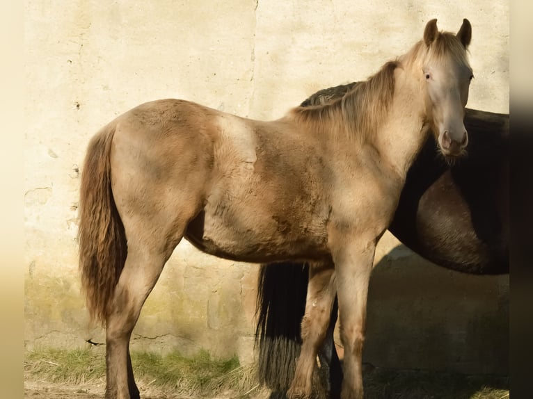 PRE Croisé Étalon 3 Ans 168 cm Perle in Kubschütz