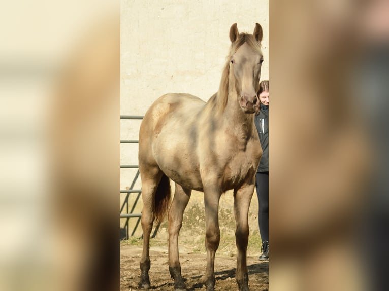 PRE Croisé Étalon 3 Ans 168 cm Perle in Kubschütz