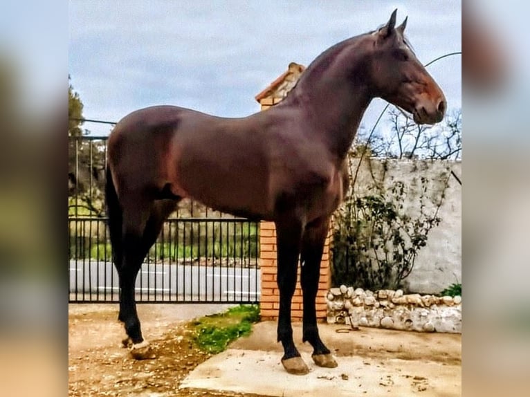 PRE Croisé Étalon 3 Ans 169 cm Bai brun foncé in Calañas
