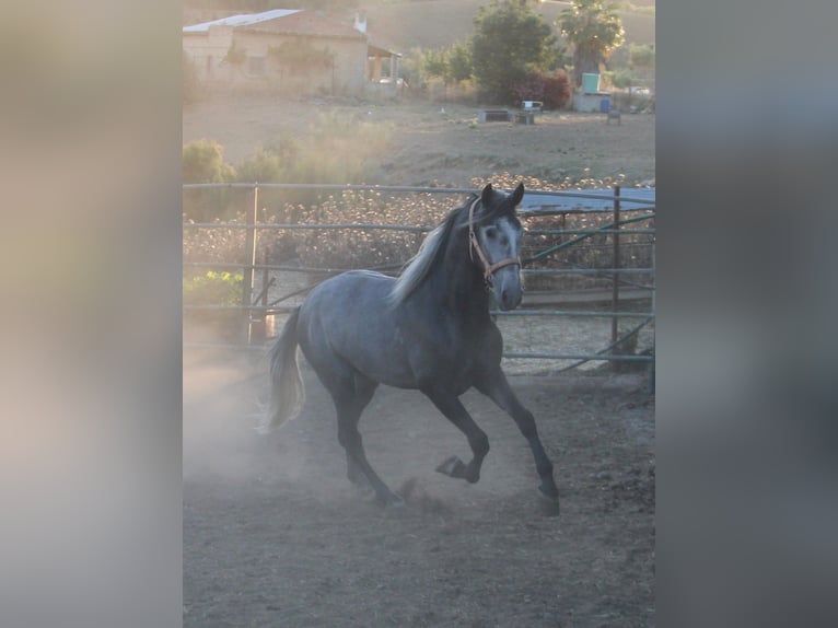 PRE Croisé Étalon 3 Ans 169 cm Gris in Vejer de la Frontera