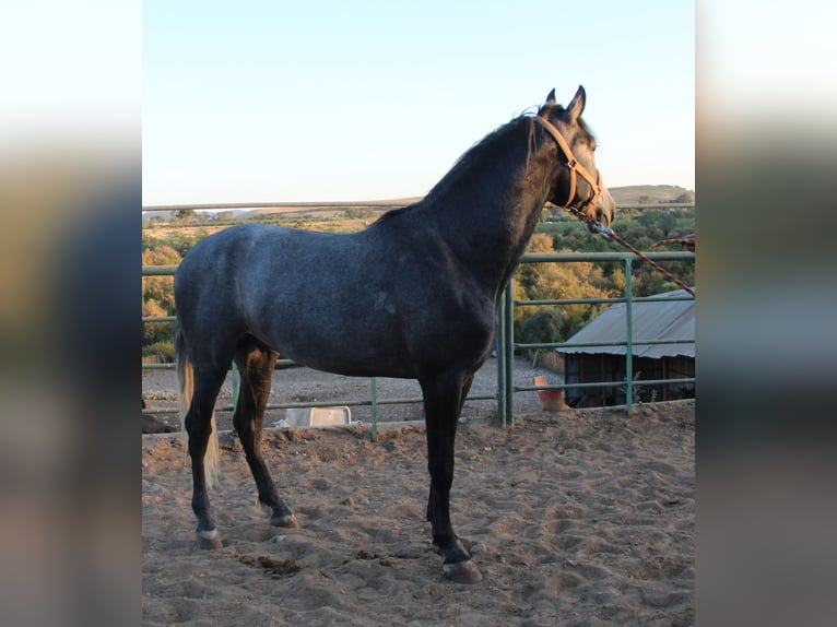 PRE Croisé Étalon 3 Ans 169 cm Gris in Vejer de la Frontera