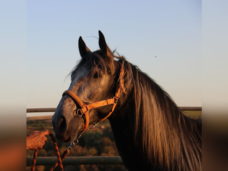 PRE Croisé Étalon 3 Ans 169 cm Gris in Vejer de la Frontera