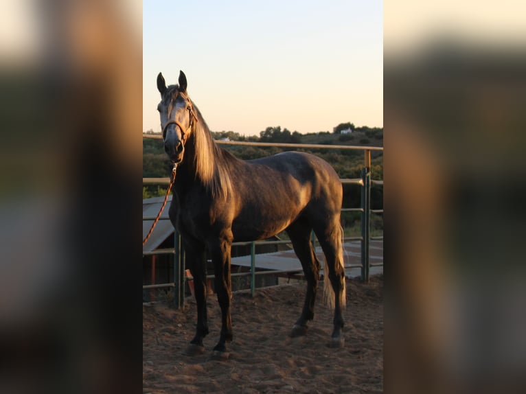 PRE Croisé Étalon 3 Ans 169 cm Gris in Vejer de la Frontera