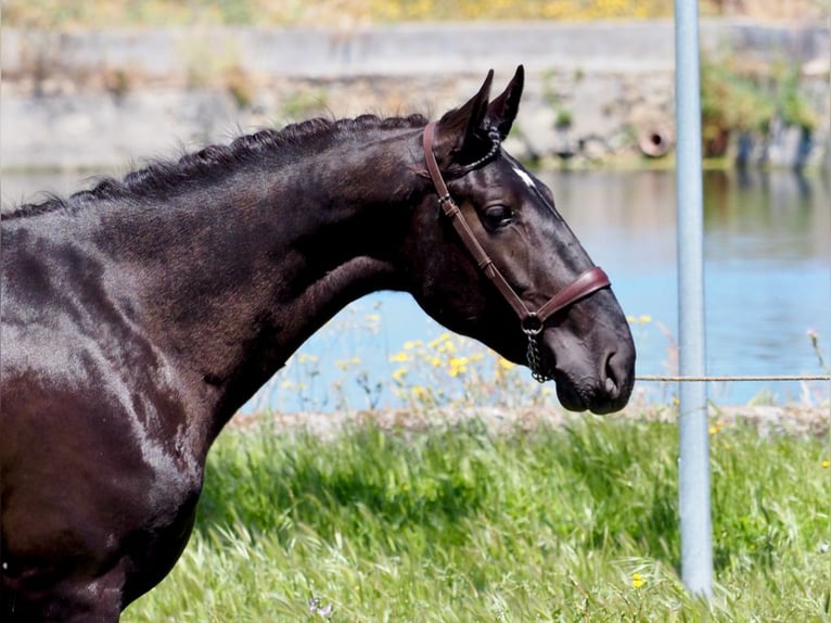 PRE Croisé Étalon 3 Ans 169 cm Noir in NAVAS DEL MADRONO