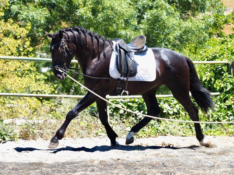 PRE Croisé Étalon 3 Ans 169 cm Noir in NAVAS DEL MADRONO