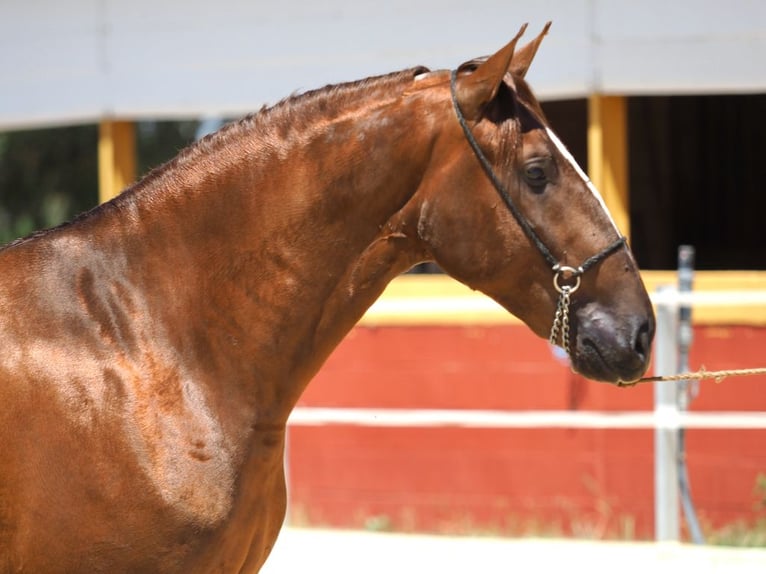 PRE Croisé Étalon 3 Ans 170 cm Alezan in Navas Del Madroño