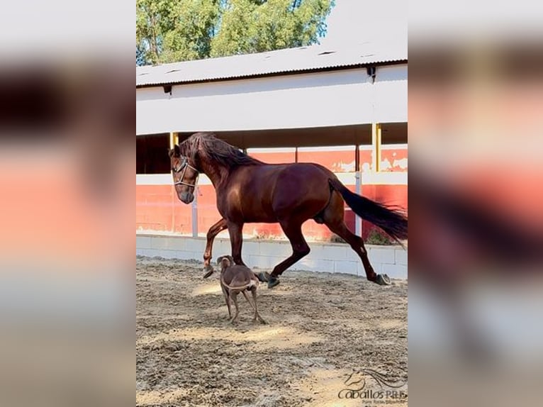 PRE Étalon 3 Ans 170 cm Alezan in Badajoz