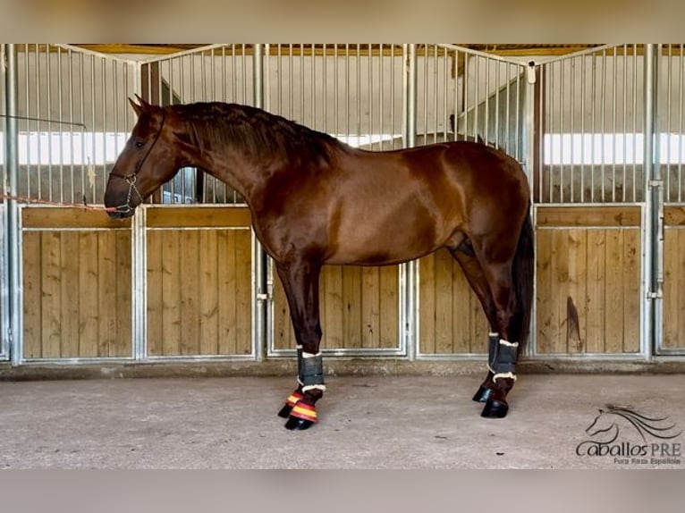 PRE Étalon 3 Ans 170 cm Alezan in Badajoz