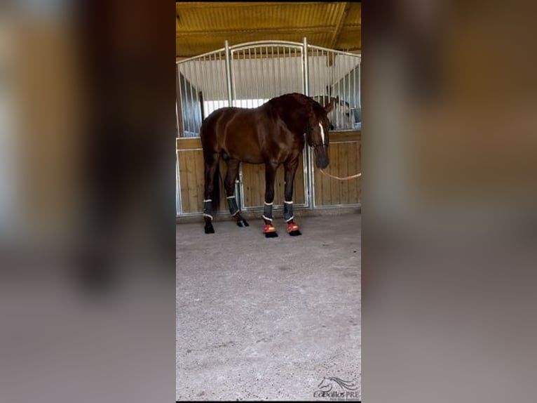 PRE Étalon 3 Ans 170 cm Alezan in Badajoz