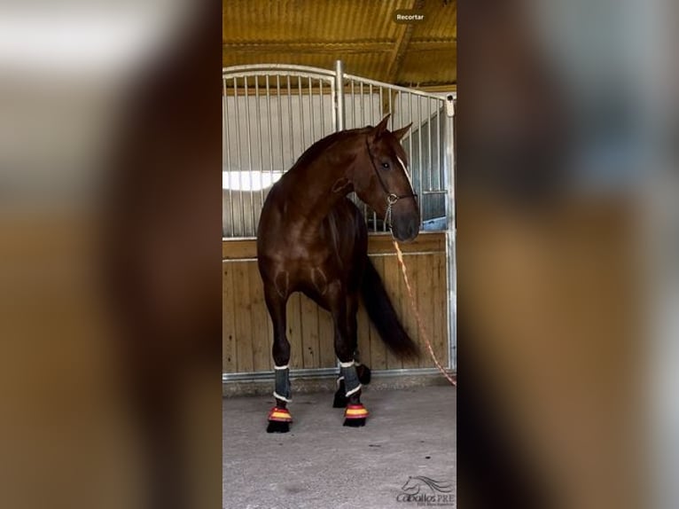 PRE Étalon 3 Ans 170 cm Alezan in Badajoz