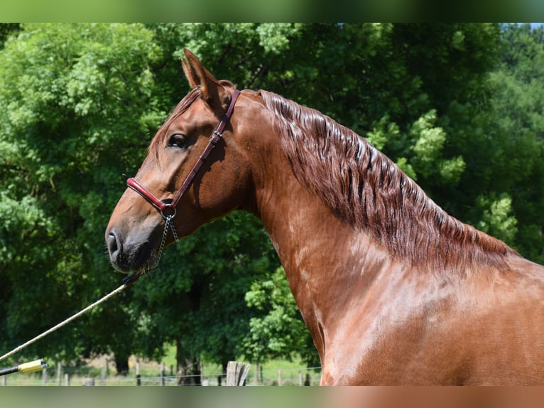 PRE Étalon 3 Ans 170 cm Alezan in CAUMONT