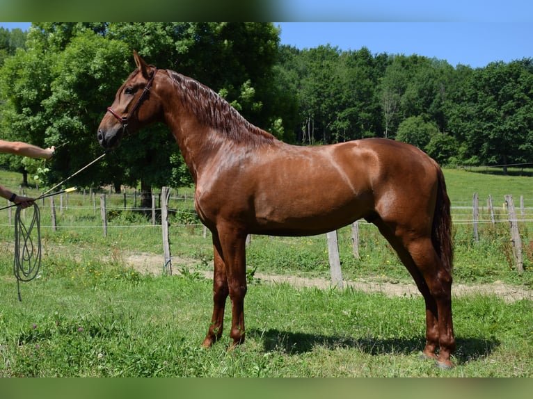 PRE Étalon 3 Ans 170 cm Alezan in CAUMONT