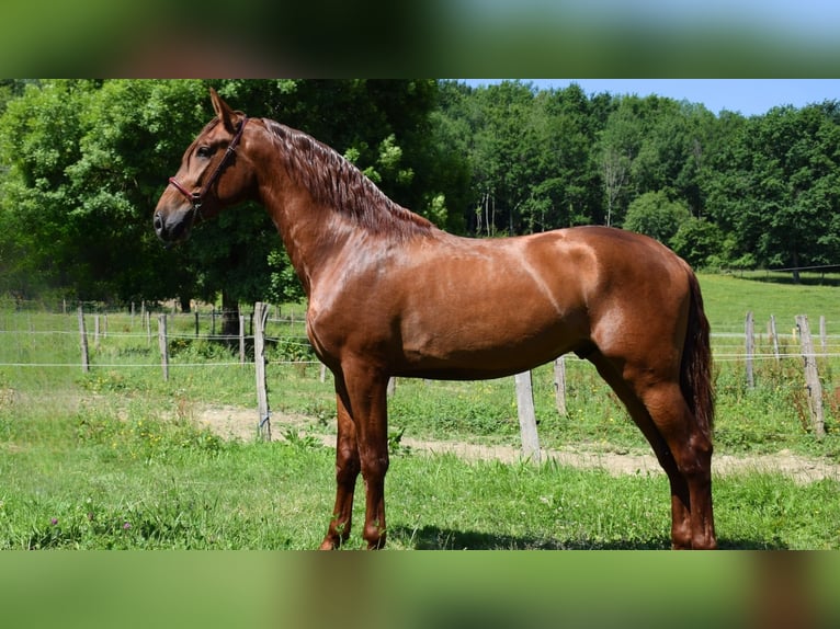 PRE Croisé Étalon 3 Ans 170 cm Alezan in CAUMONT
