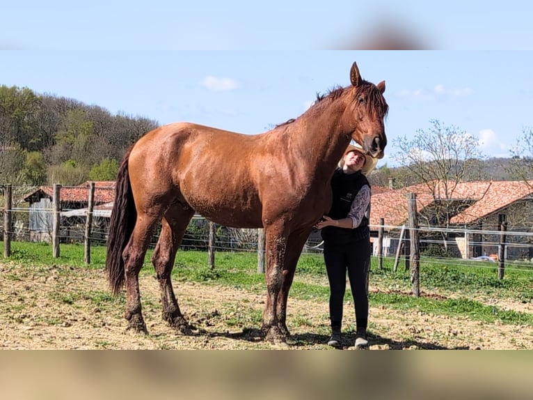 PRE Croisé Étalon 3 Ans 170 cm Alezan in CAUMONT