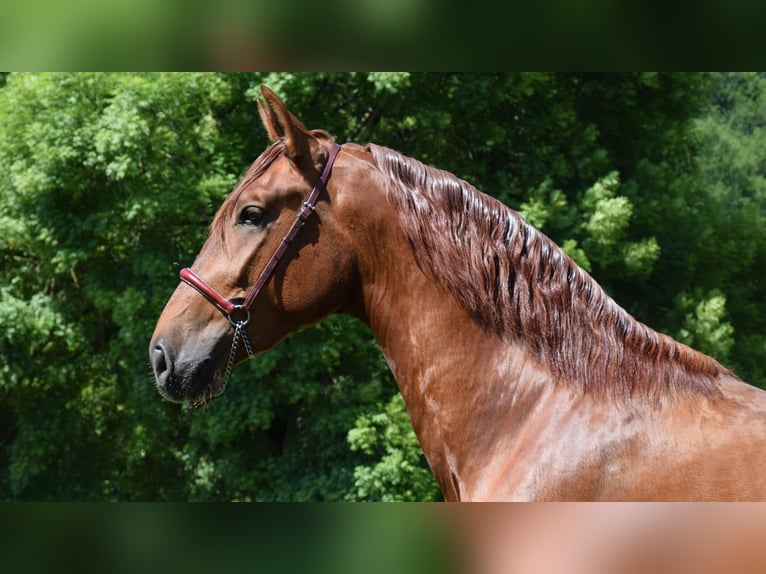 PRE Croisé Étalon 3 Ans 170 cm Alezan in CAUMONT