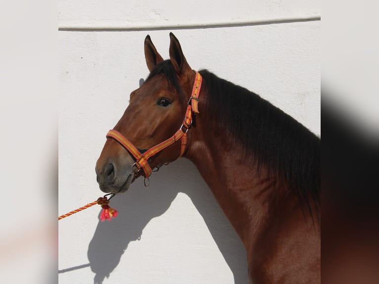 PRE Étalon 3 Ans 170 cm Bai in Vejer de la Frontera