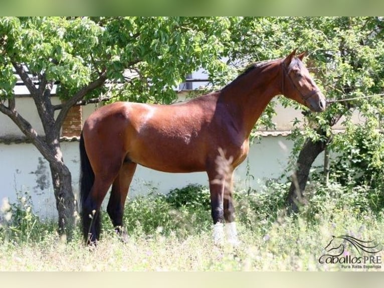 PRE Étalon 3 Ans 170 cm Bai in Barcelona