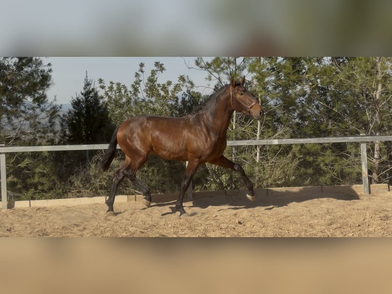 PRE Croisé Étalon 3 Ans 170 cm Bai in PedralbaPedralba